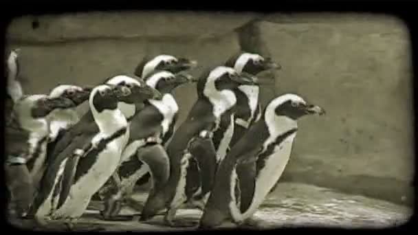 動物園でプールの近くの彼らの翼のアイデンティティ パッチと偽岩建物に沿って右に左をよたよたと多くの黒と白のペンギンのショット ビンテージの様式化されたビデオ クリップ — ストック動画