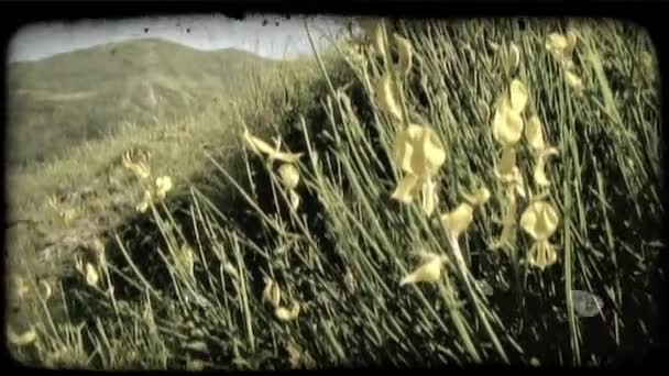 Plan Panoramique Gauche Champ Sur Flanc Montagne Italie Vintage Stylisé — Video