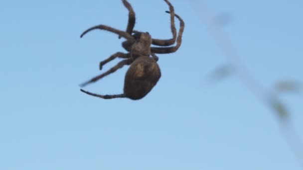 Gros Plan Araignée Rampant Sur Toile Presque Invisible Qui Semble — Video