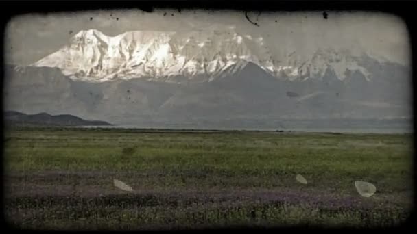 Grandes Pastos Llenos Hierbas Altas Bonitas Flores Púrpuras Con Montañas — Vídeos de Stock