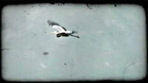 Pelican Liknande Vit Och Grå Fågel Med Hängande Hals Flugor — Stockvideo