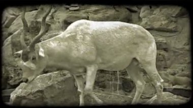 Nazik, kıvırcık boynuzlu beyaz bir ceylan hayvanat bahçesinde esaret altında kayaların yanında yürüyor. Klasik biçimlendirilmiş video klibi.