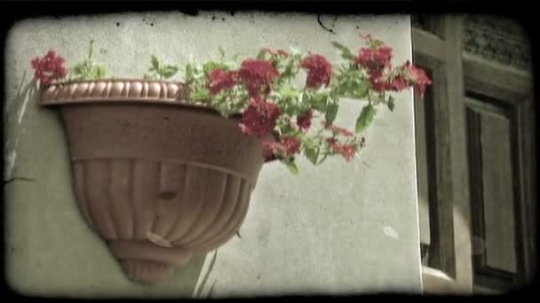 イタリアの壁に掛かっている鍋に花が置かれています ヴィンテージ様式化ビデオクリップ — ストック動画