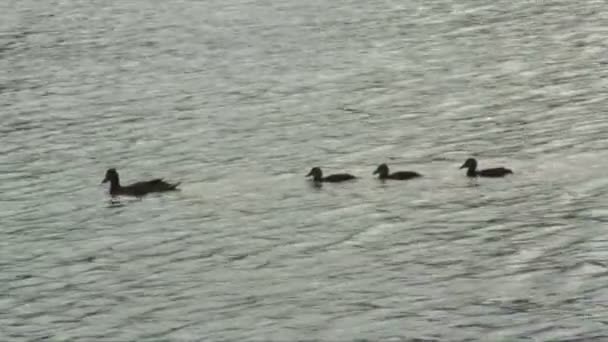 Três Patos Mais Novos Nadam Atrás Mãe Num Lago — Vídeo de Stock