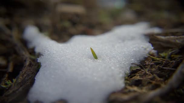 Time Lapse Coup Neige Fondante Sur Herbe Dans Utah — Video