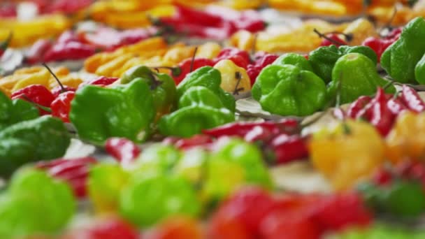 Close Panning Shot Different Varieties Pepper Market Rio Janeiro Brazil — Stock Video