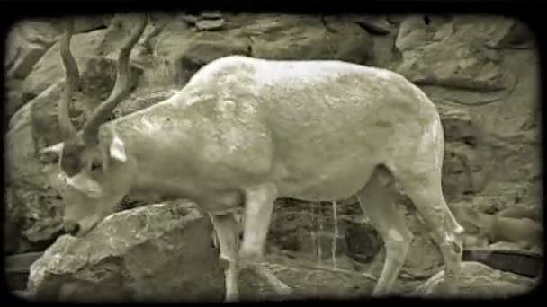 White Graceful Gazell Delicate Curly Antlers Walks Rocks While Captivity — Stock Video