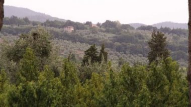 Bir tek bir üzüm bağı Toskana, İtalya.