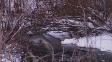 Karla kaplı Bush Shot donmuş bir dere içinde ulaşır