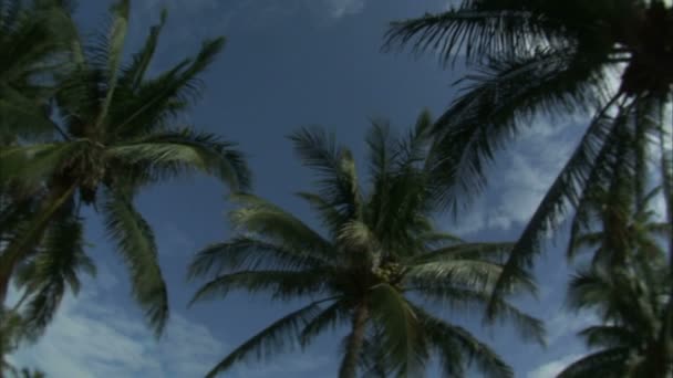 Ángulo Bajo Mirando Las Palmeras Contra Cielo Azul — Vídeo de stock