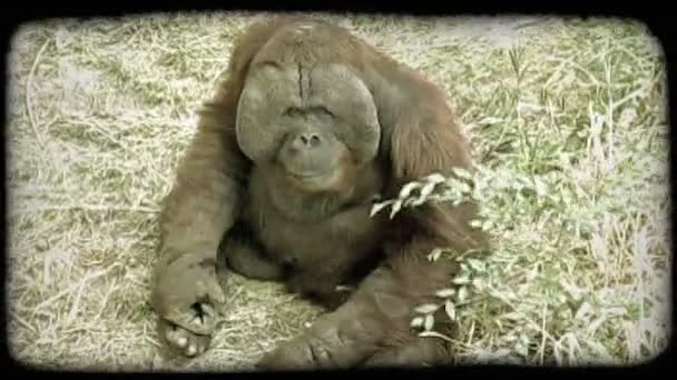 Lone Orangutan Brown Skin Red Fur Sits Looking Camera Scratches — Stock Video