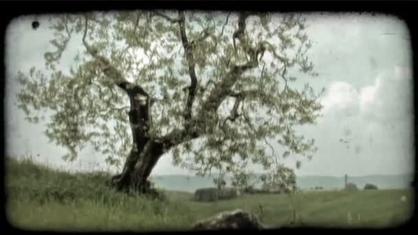 Árbol Con Ramas Retorcidas Sopla Viento Italia Vintage Clip Vídeo — Vídeos de Stock