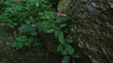 Güneş çalılıkların arasından gözetlerken yoğun bir ormanda bir kayanın ve yemyeşil çiçeklerin mercek parlamasını izleme.