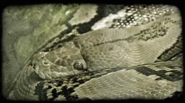 Ürpertici büyük, desenli kahverengi, siyah, ve altın yılan, sıkıca sarılmış, başını ve geniş gözleri bir duvara bakan dinlenir. Vintage stilize video klip.
