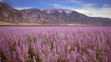 Lavanta alan ve Dağları geniş atış. Atış rüzgarda lavanta sways olarak gün boyunca çekildi.