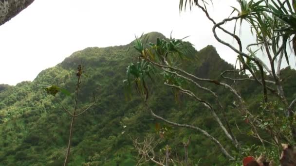 高大宏伟的夏威夷山覆盖着小树在前景中的绿叶 — 图库视频影像