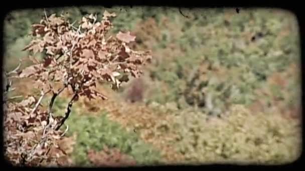 Farbenfroher Herbstbaum Fokus Vordergrund Mit Vielen Farbigen Herbstbäumen Hintergrund Vintage — Stockvideo