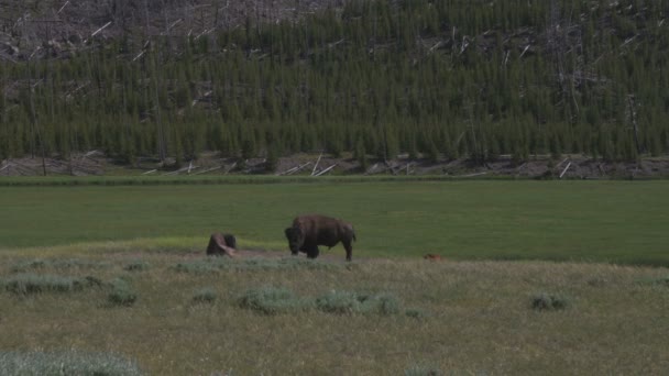 Wide Shot Van Twee Buffels Een Grasvlakte Yellowstone — Stockvideo