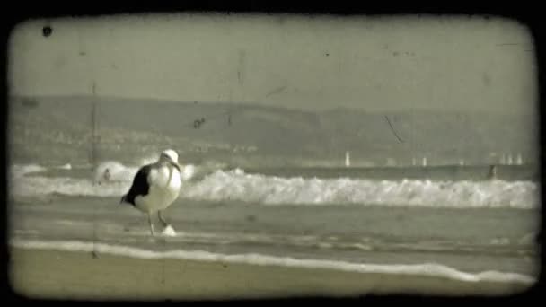 Seagull Kráčí Podél Pobřeží Jak Sem Vlní Vlny Odhalující Surfaře — Stock video