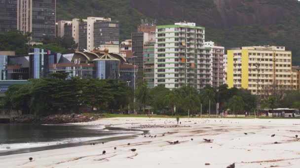 Porumbeii Plimbă Lungul Mării Rio Janeiro Brazilia Clădirile Oamenii Vehiculele — Videoclip de stoc