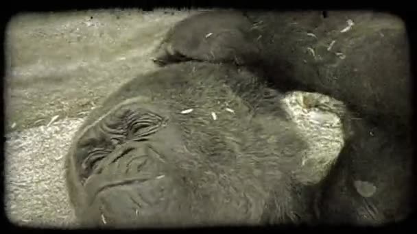 Feche Cabeça Pescoço Gorila Cor Preta Enquanto Ele Deita Perto — Vídeo de Stock
