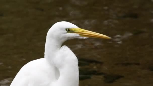 白鸟的嘴和长脖子的特写镜头 看起来像个白蚁白天在巴西里约拍摄 — 图库视频影像
