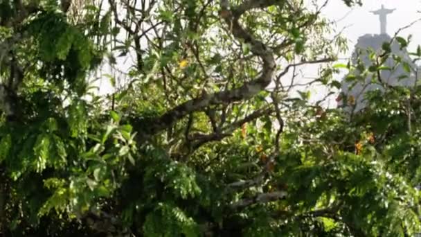 Rio Janeiro Brazil June 2013 Panning Footage Foliage Branches Tree — Stock Video