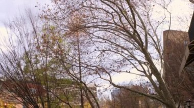 New York'taki binaların merkez parkından eğik vuruş.