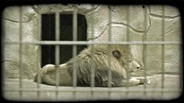 Büyük kahverengi ve siyah-maned aslan kameraya geri dinlenme ile yalan, esneme ve etrafa bakar gibi yüzünün bir profil gösteren, bir hayvanat bahçesinde bir istinat duvarında açılan küçük bir kapının yanında. Vintage stilize video klip.