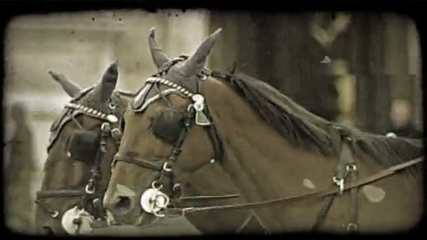 つの茶色の馬は ウィーンの街をオーストリアの運送を引き出します ビンテージの様式化されたビデオ クリップ — ストック動画