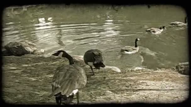 회색과 깃털과 거위가 수영하고있는 바위와 나무와 흙으로 둘러싸인 연못으로 향합니다 — 비디오