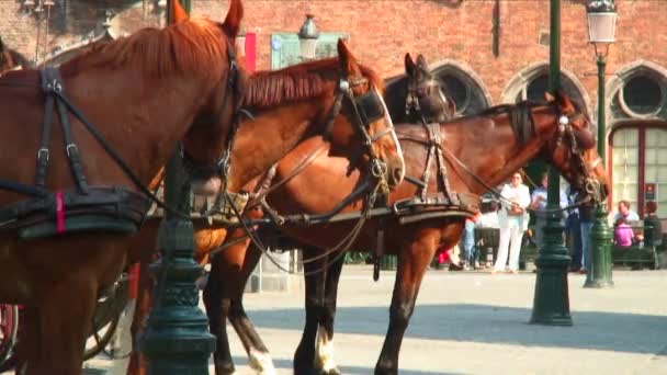 Horses Tethered Carriages Wait Passengers — Stock Video
