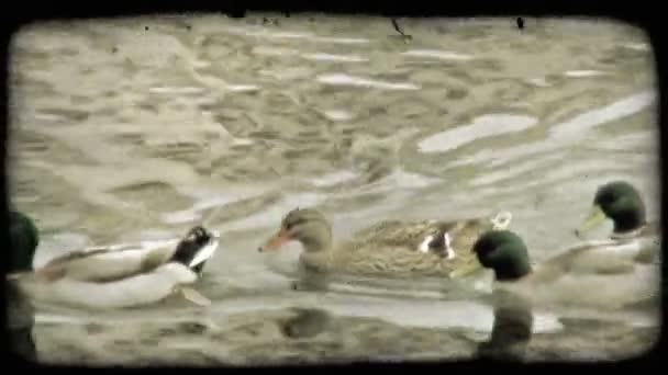 Tiro Grupo Patos Nadando Rio Italiano Vintage Clipe Vídeo Estilizado — Vídeo de Stock