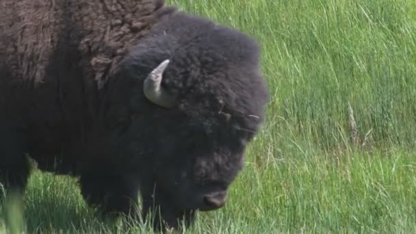 Close Buffalo Grazing Field Yellowstone — Stock Video
