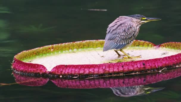 Tiro Pássaro Descansando Sobre Almofada Lírio Verde Rosa Filmado Jardim — Vídeo de Stock