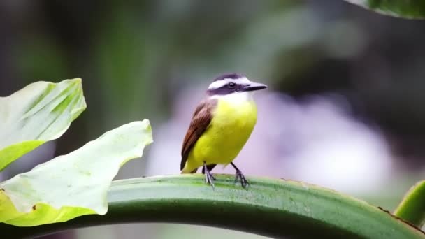 Prise Vue Oiseau Ventre Jaune Vif Perché Sur Tige Verte — Video