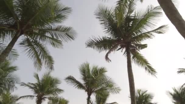 Παραλία Στο Ρίο Ντε Τζανέιρο Ψηλά Φοινικόδεντρα Θέα Στον Ωκεανό — Αρχείο Βίντεο