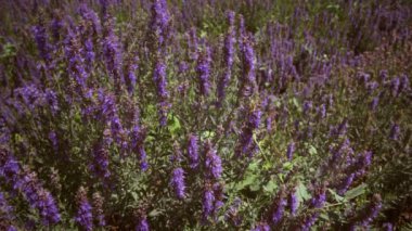 Atış alanının Menekşe lupins devirme. Dağlar ve gökyüzü göstermek için atış tilts.