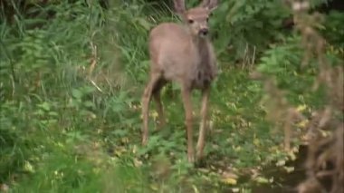 Küçük bir geyik korkuyor ve kapalı çalışır.