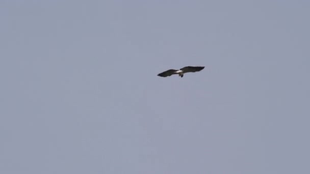 Seagull Flying Blue Sky — Stock Video