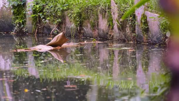 Statická Střela Botanické Zahrady Rio Brazílii Pták Řítil Dolů Chytá — Stock video