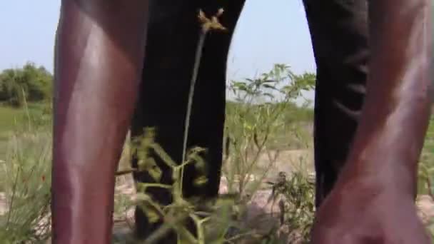 Primer Plano Hombre Recogiendo Chiles — Vídeo de stock