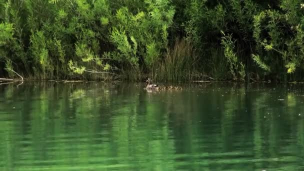 Egy Anya Kacsa Úszik Neki Babák Zöld Fák Lógott Túlsó — Stock videók