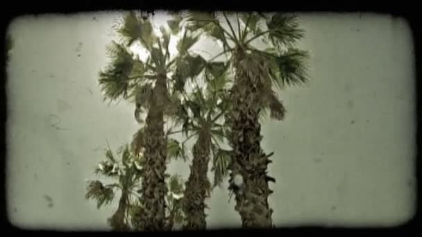 Footage Stiger Upp Nivå Med Toppen Palmträd Vintage Stiliserade Videoklipp — Stockvideo