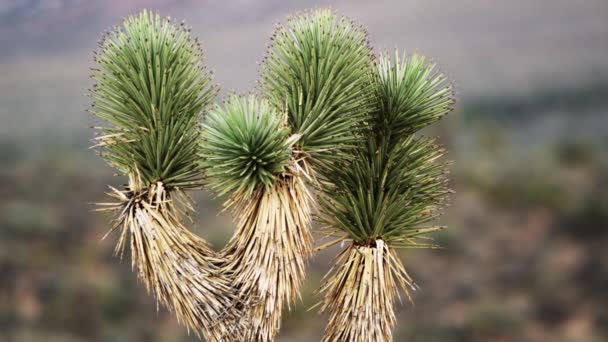 ジョシュアの木だけに焦点を当てた砂漠の風景の映像 ネバダ州で撮影 — ストック動画