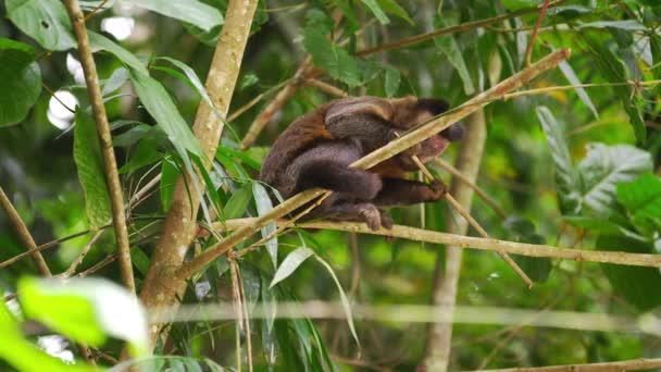 Filmagem Câmera Lenta Macaco Prego Roendo Ramo Árvore Delgada Cenário — Vídeo de Stock