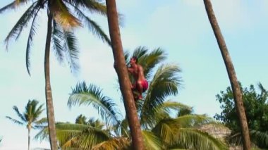 Kırmızı etek giyen yerli Hawaii adam hızlı bir şekilde hindistancevizi almak için palm ağaca tırmanıyor