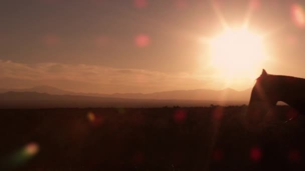 Mooie Silhouet Shot Van Cowboy Galopperen Voor Zonsopgang Geschoten Slow — Stockvideo