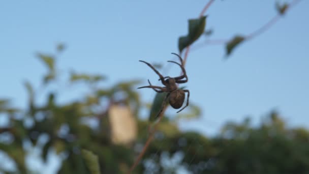 Araña Arrastrándose Red Casi Invisible Que Parece Estar Arrastrándose Aire — Vídeos de Stock