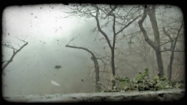 Маленькі Голі Дерева Туман Вінтажний Стилізований Відеокліп — стокове відео